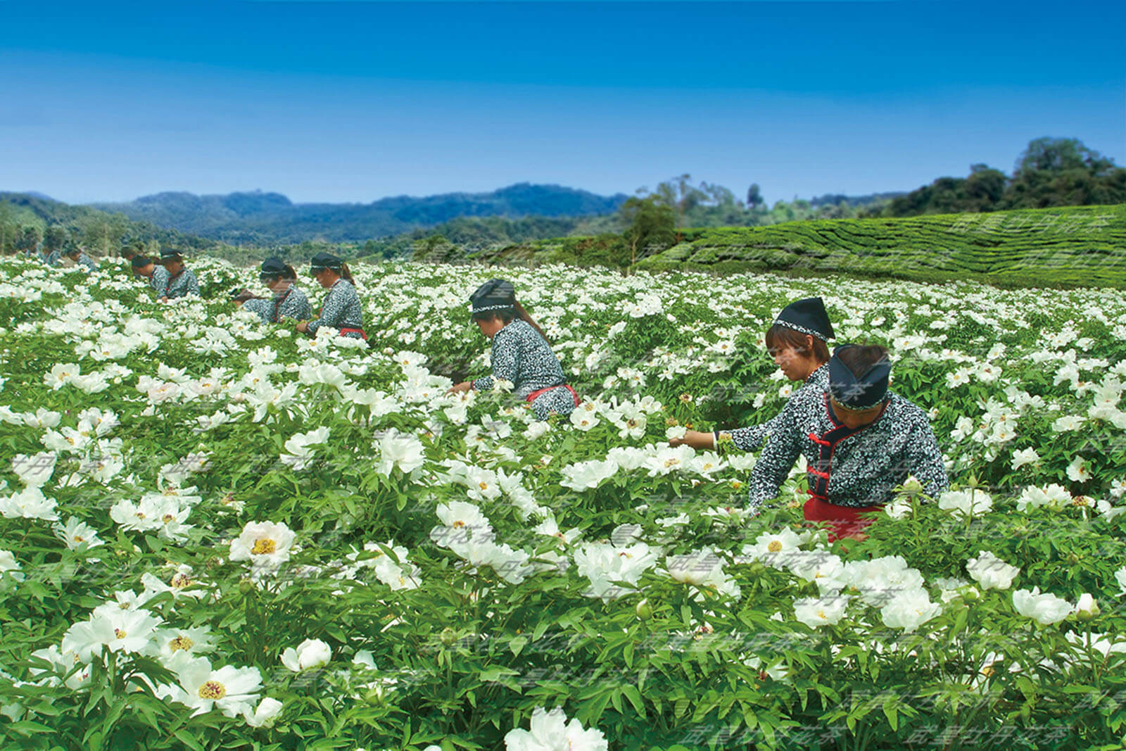 种植基地