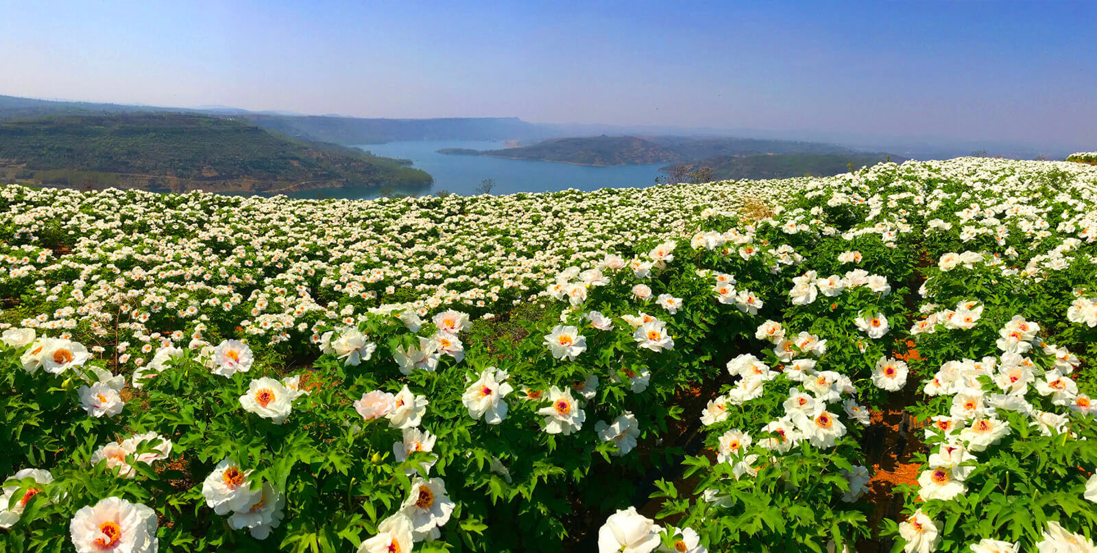 种植基地