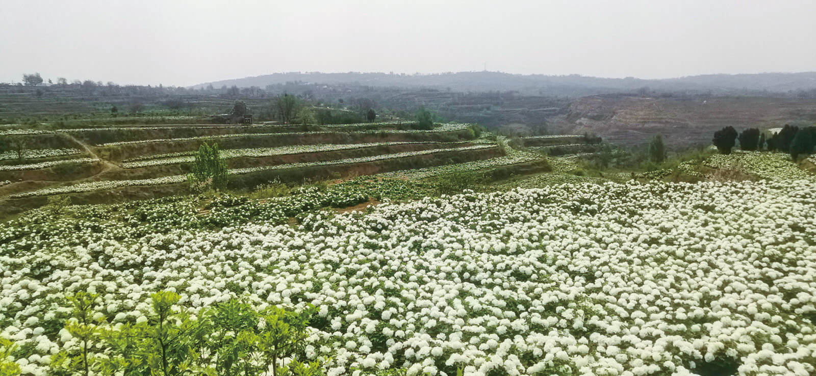 种植基地